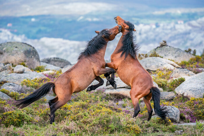 Two wild horses playfully sparring on rocky terrain with shrubs, showcasing stunning wildlife in natural habitat.