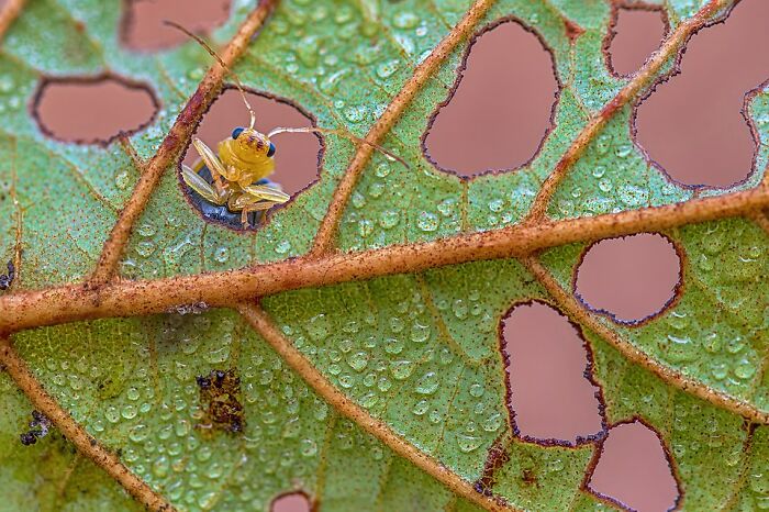 Close-up of a small insect on a water-covered, partially eaten green leaf in stunning wildlife photography.