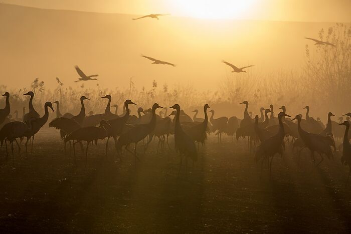 Silhouettes of cranes at sunrise with mist and flying birds in a stunning wildlife photo scene.