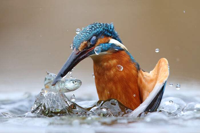 Kingfisher bird catching fish in water, a stunning wildlife photo showcasing nature’s vibrant colors and action.