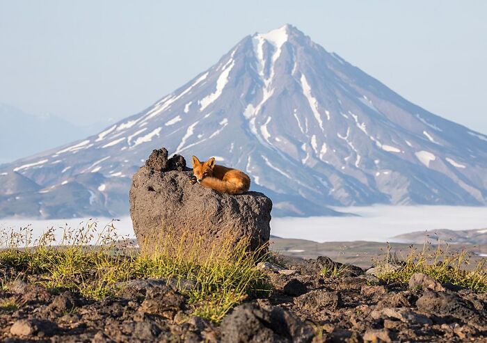 Fox resting on a rock in a rugged landscape with a snow-capped mountain in the background, showcasing stunning wildlife.