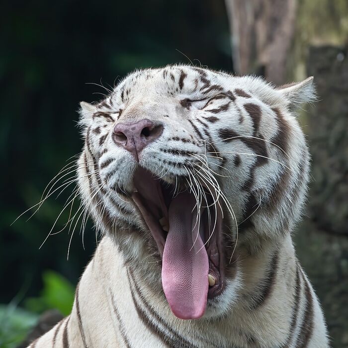 White tiger yawning with mouth wide open in a stunning wildlife photo showcasing animal behavior in natural surroundings.