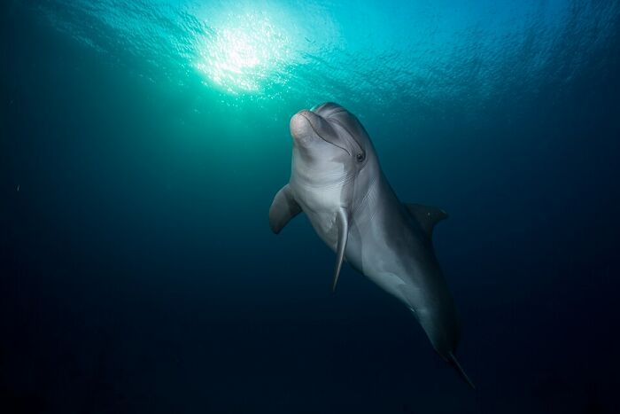 Dolphin swimming underwater captured in one of the stunning wildlife photos shared by Wikimedia Commons users.