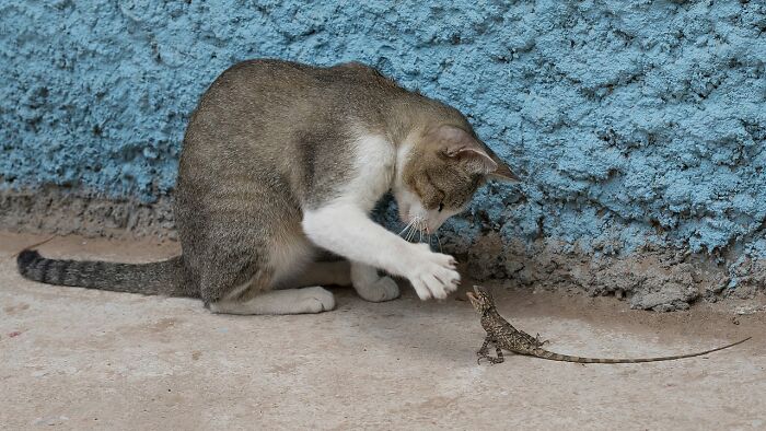 Cat curiously reaching out to a small lizard on the ground near a textured blue wall in a stunning wildlife photo.