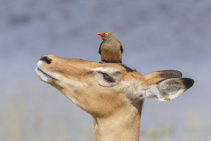 Wildlife photo showing a bird perched on the head of an antelope in a natural outdoor setting.