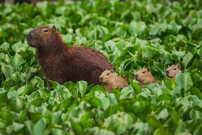 Capybara family resting among green plants in a vibrant nature scene showcasing stunning wildlife photos.