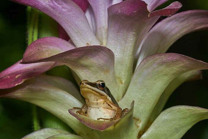 Close-up of a frog resting inside a purple and white flower, showcasing stunning wildlife photography details.