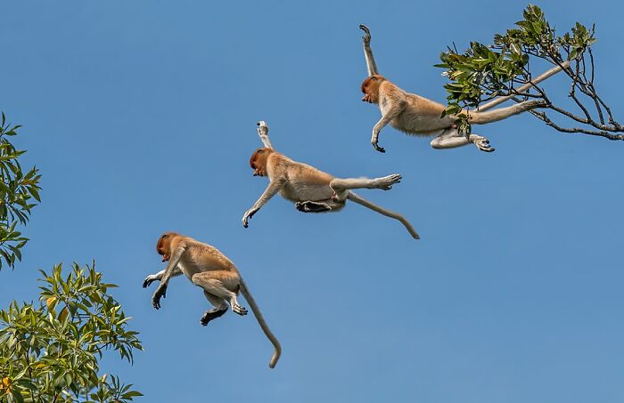 Proboscis monkey captured mid-air jumping between trees in a stunning wildlife photo by Wikimedia Commons users.