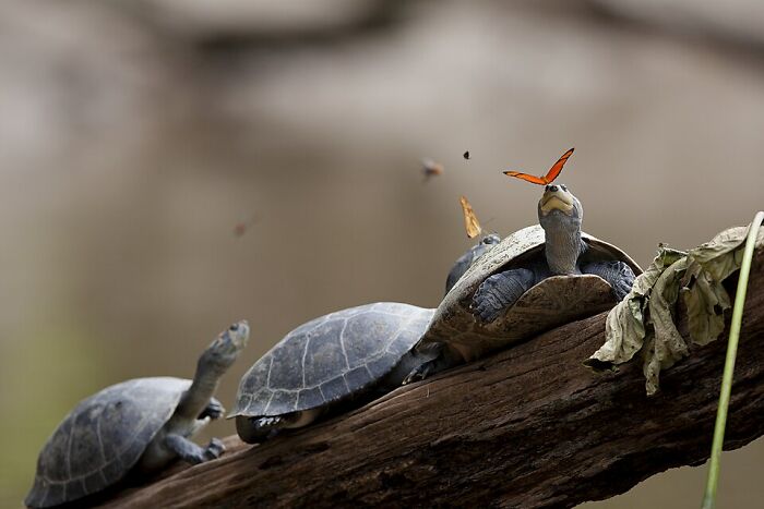 Three turtles resting on a log with a butterfly perched on one turtle’s head in a stunning wildlife photo.