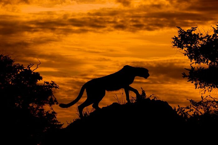Silhouetted wildcat on a rock at sunset, showcasing stunning wildlife photography by Wikimedia Commons users.