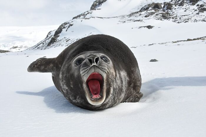 Close-up of a seal yawning on snow in a stunning wildlife photo taken by Wikimedia Commons users outdoors.