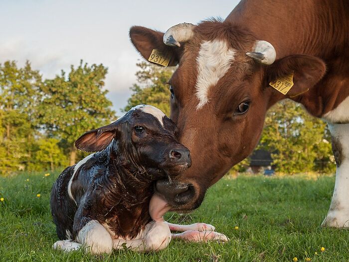 Newborn calf being gently licked by its mother in a green field, showcasing stunning wildlife photos.