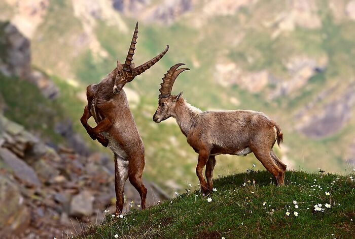 Two mountain goats with large curved horns on a grassy hill captured in stunning wildlife photos by Wikimedia Commons users.