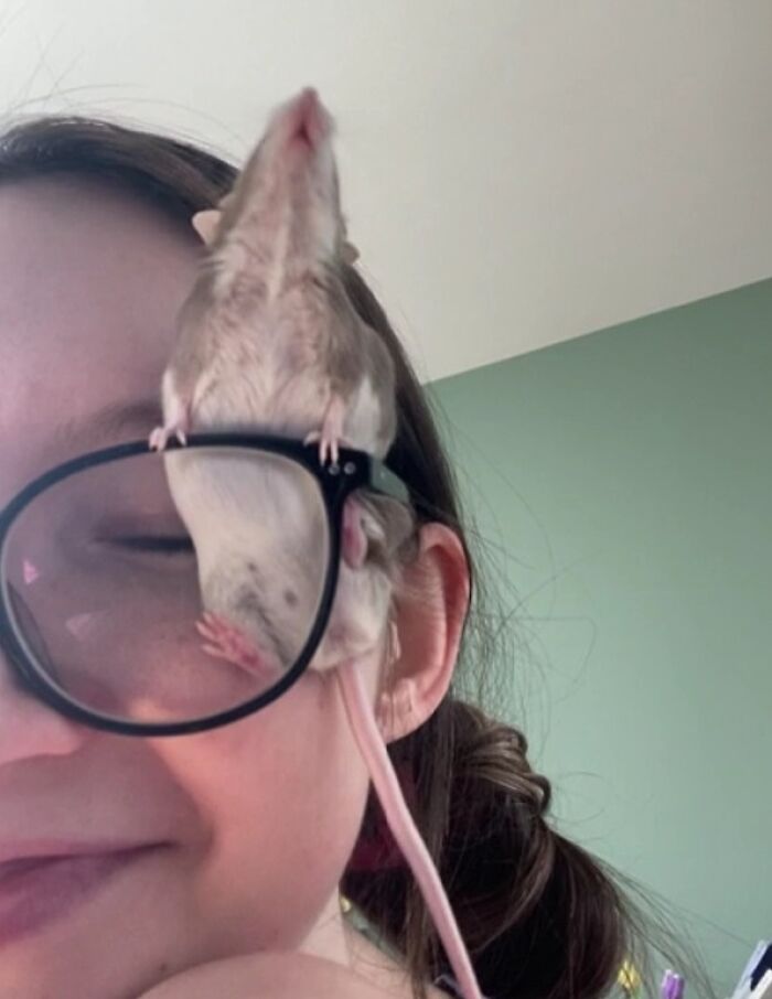 A small animal stuck hanging on a person's glasses in a funny animal stuck moment.