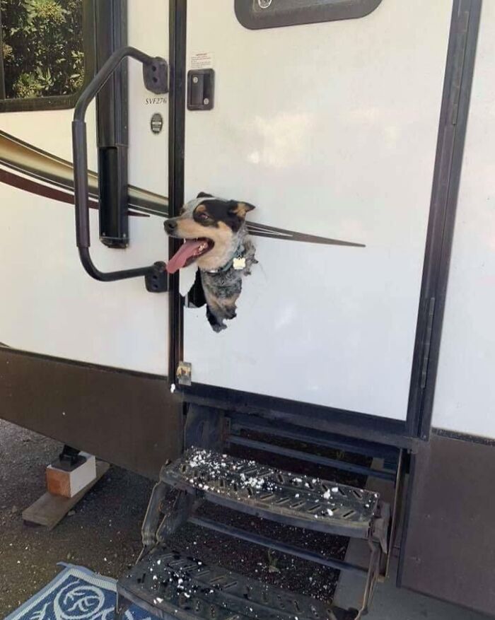 Dog stuck with head through camper door hole, showing a curious and happy expression in an animal stuck situation.