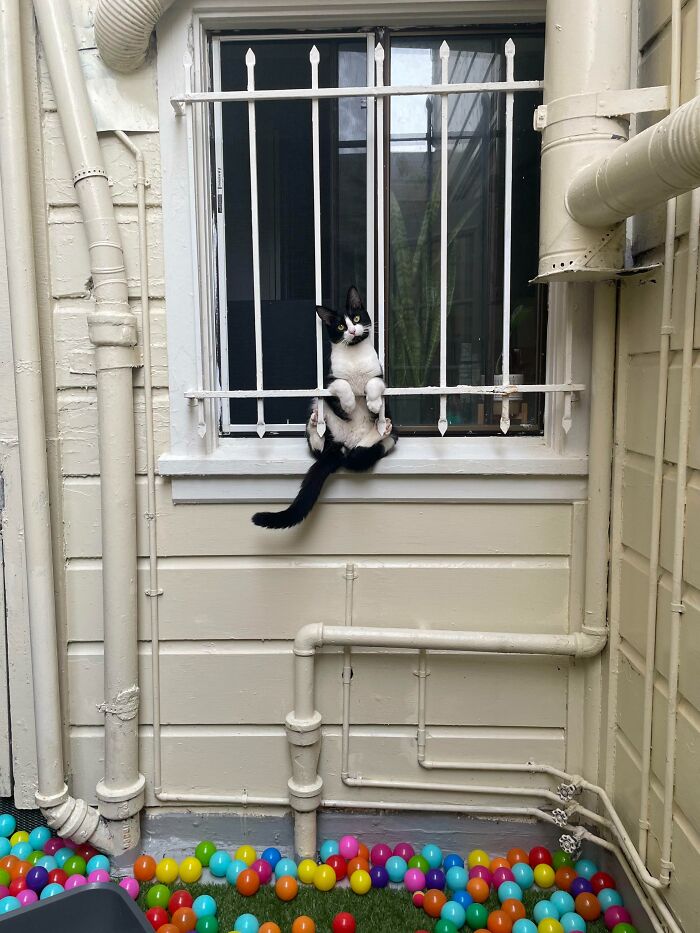 Black and white cat stuck between window bars with colorful plastic balls scattered below in an outdoor area.