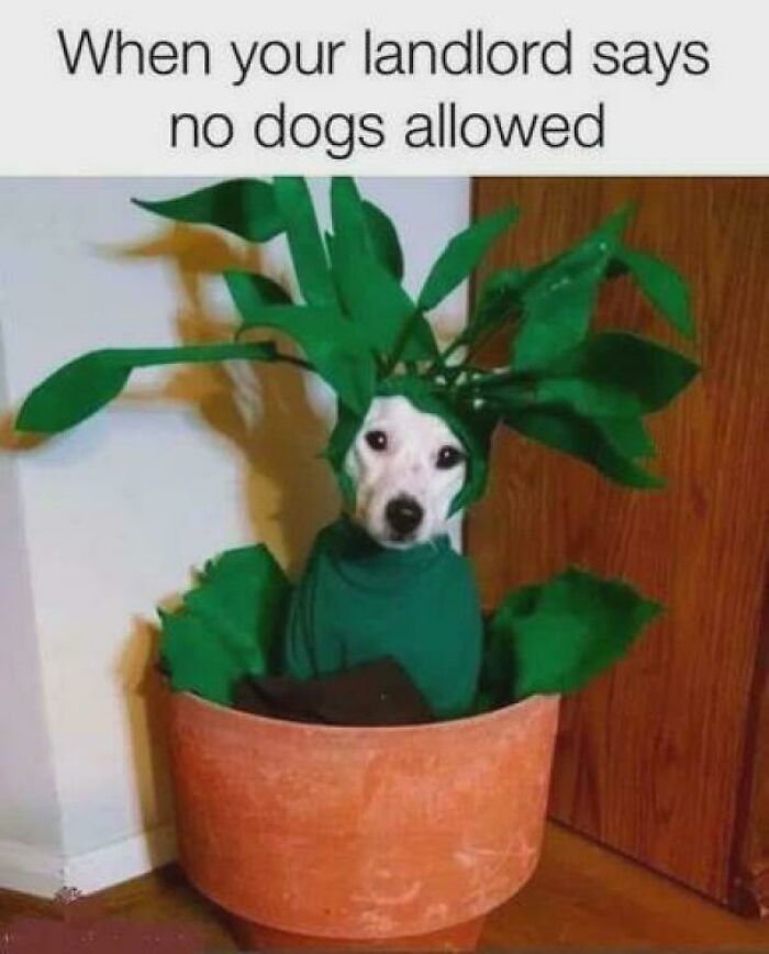 Dog dressed as a plant in a pot, creating a funny dog meme about no dogs allowed by the landlord.