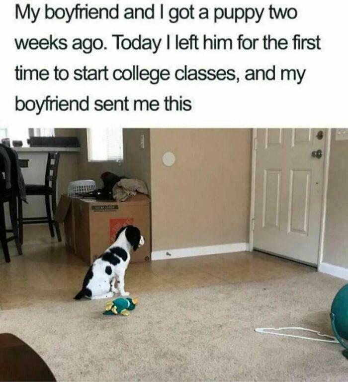 Small black and white dog sitting by the door with a toy, capturing a funny dog meme that might brighten your day.