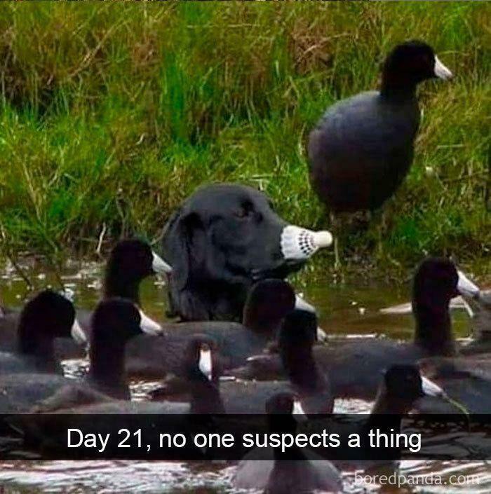 Black dog blending with ducks in water wearing a funny muzzle, showcasing one of the funniest dog memes to lighten your mood.