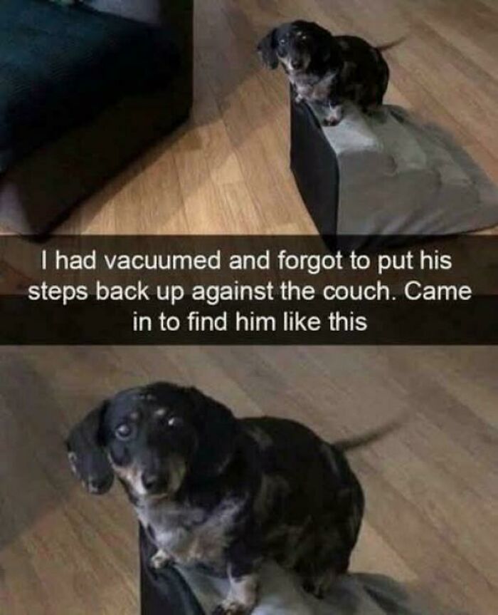 Small dog sitting on a cushion on the floor after steps were accidentally moved, featured in funny dog memes.