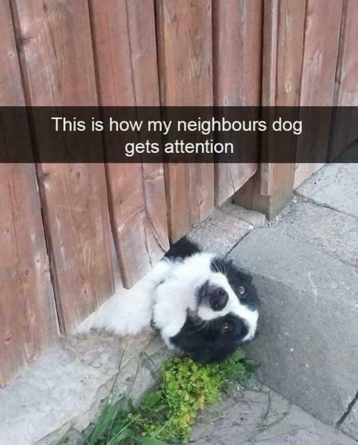 Dog meme showing a black and white dog squeezing under a wooden fence to get attention in a funny way.