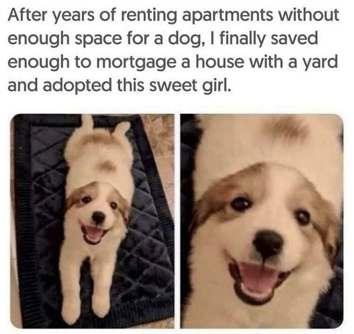 Smiling dog lying on a blanket in a new home with a yard after being adopted, capturing funny dog meme vibes.