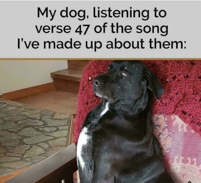 Black dog sitting on a red couch looking attentive, a funny dog meme capturing humor with dogs.