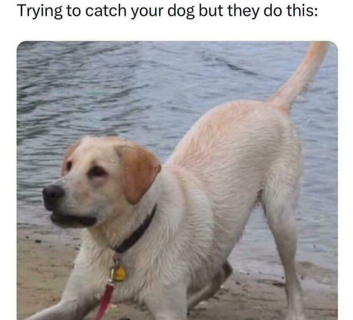 Playful dog at the water’s edge refusing to be caught, showcasing funny dog memes and lighthearted pet moments.