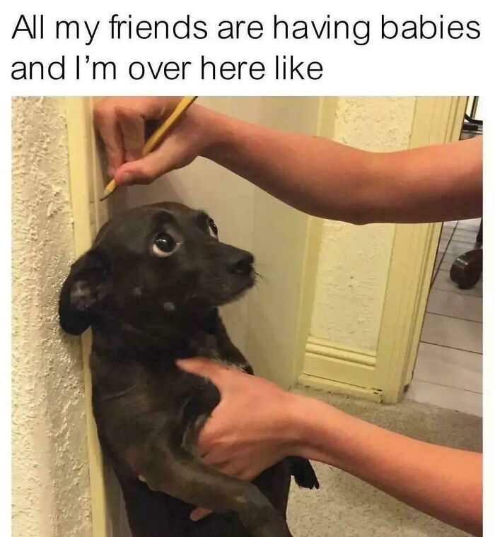 A black dog held by hands looks nervously at a pencil held above its head in a funny dog memes setting.