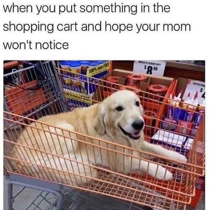 Golden retriever sitting in a shopping cart with a happy expression, capturing a funny dog meme moment.