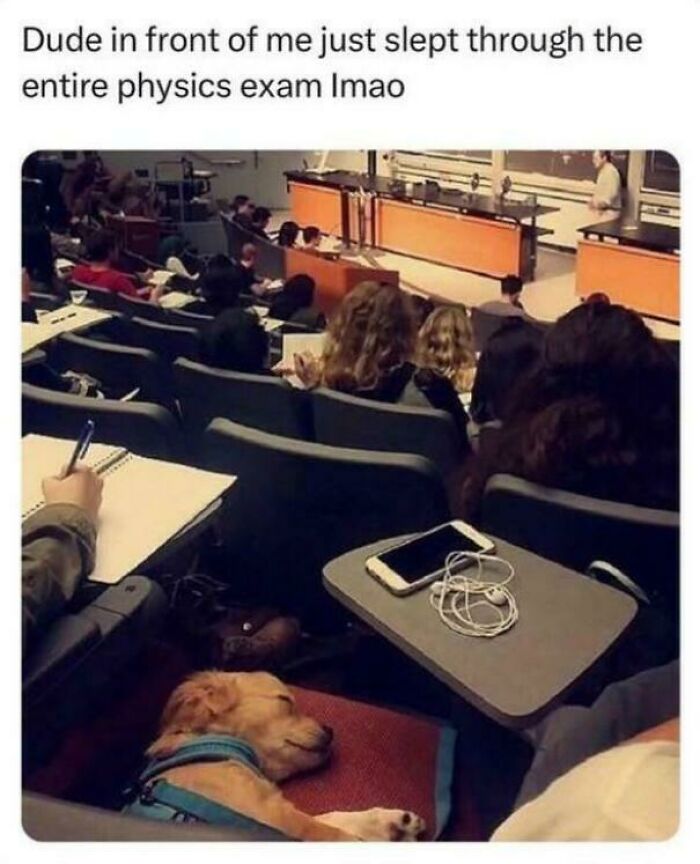 A dog sleeping peacefully on a classroom seat, capturing the humor in funny dog memes and cute pet moments.