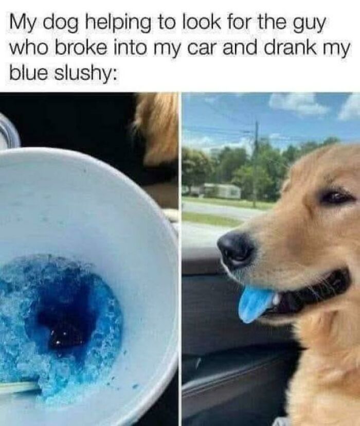 Golden retriever with a blue tongue next to an empty blue slushy cup in a funny dog meme.