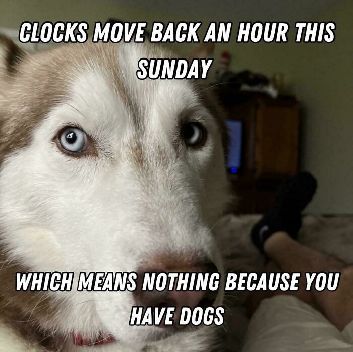 Close-up of a dog with blue eyes and text about clocks moving back, highlighting funny dog memes and dog humor