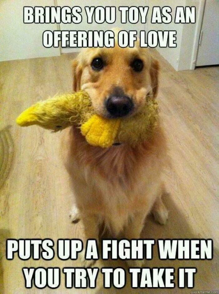 Golden retriever dog holding a toy in its mouth, featured in funny dog memes about love and playful fights.