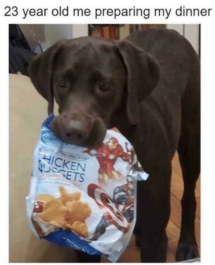 Chocolate Labrador holding a bag of chicken nuggets in its mouth, featured in a funny dog memes collection.