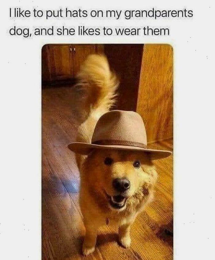 Golden retriever wearing a hat indoors, showcasing one of the funniest dog memes to brighten your day and lift your mood.