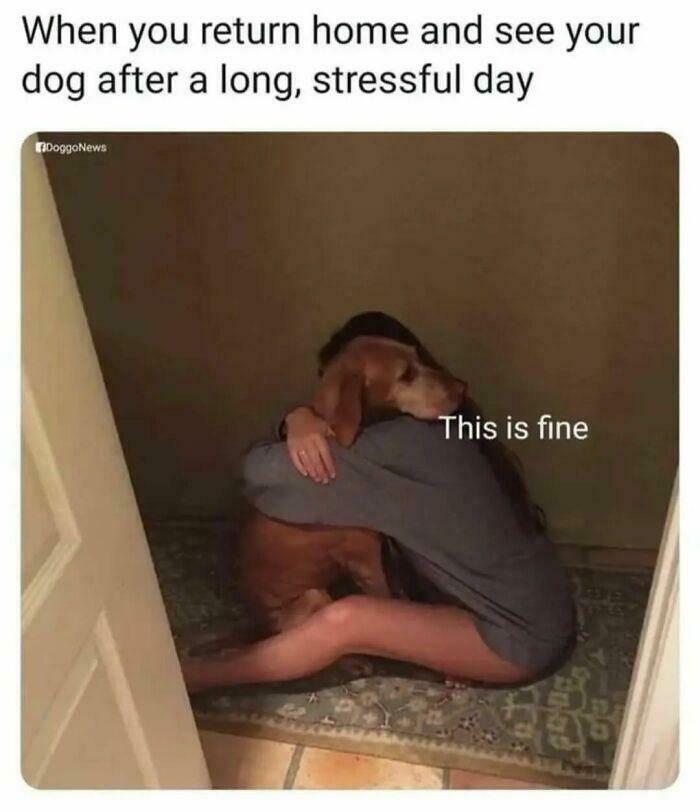 Person hugging a dog with the caption this is fine, showing comforting dog memes to forget your problems.