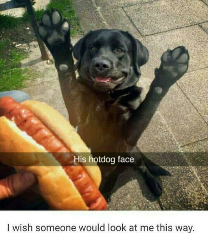 Black dog with paws up, smiling excitedly at a hotdog, capturing a funny moment in dog memes humor.