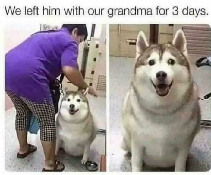 Chubby happy dog smiling indoors next to woman in purple shirt and checkered pants, a funny dog meme moment.