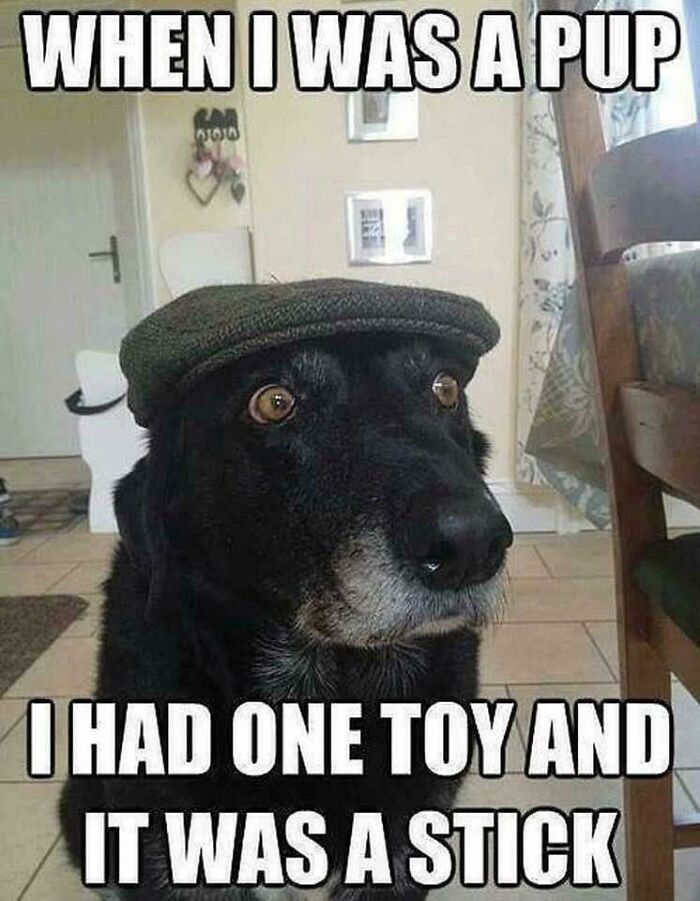 Black dog wearing a flat cap with a funny expression, illustrating a humorous dog meme about childhood toys.