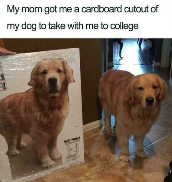 Golden retriever next to a cardboard cutout of itself in a funny dog meme showing college humor.