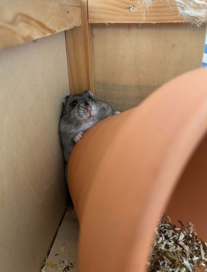 Hamster stuck between a wooden corner and a large orange tube inside its enclosure, curious expression visible.