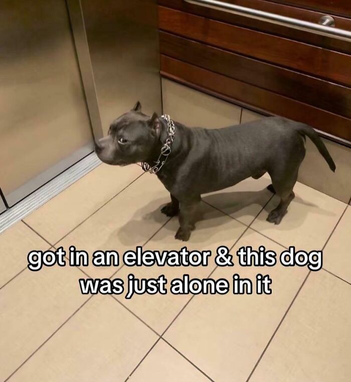 A funny dog meme showing a black dog alone in an elevator, capturing the humor of dog memes for dog lovers.