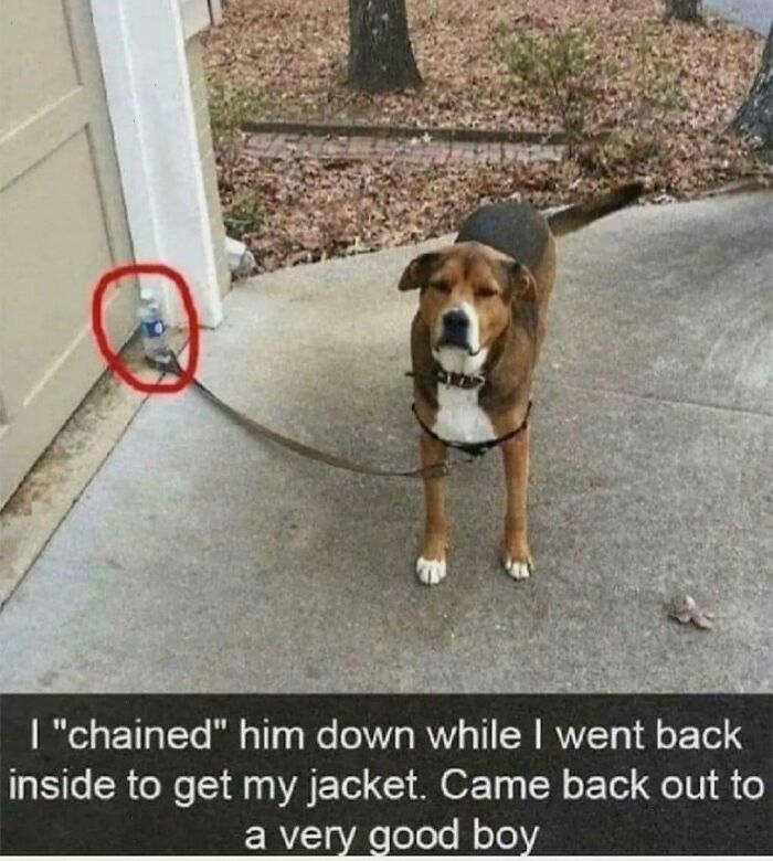 Dog standing outside, playfully "chained" with a bottle tied to the leash, showcasing funny dog memes humor.