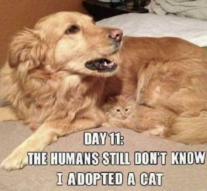 Golden retriever lying on a bed with a hidden cat, showcasing a funny dog meme for dog meme lovers.