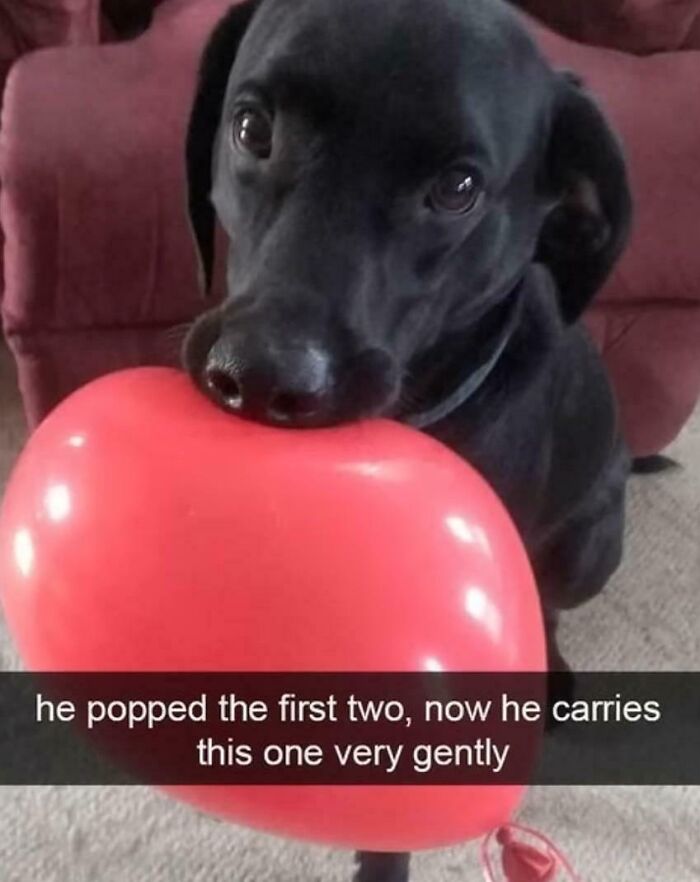 Black dog gently holding a red balloon in its mouth, one of the funny dog memes that bring smiles and lighten moods.