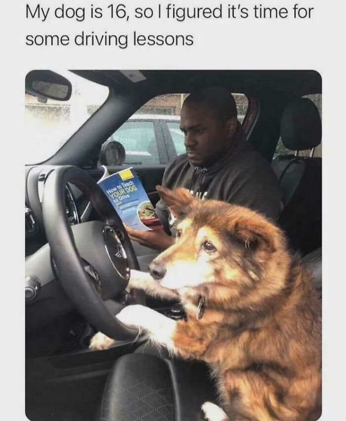 Man reading a book on how to teach a dog to drive while a dog sits behind the steering wheel in a car.