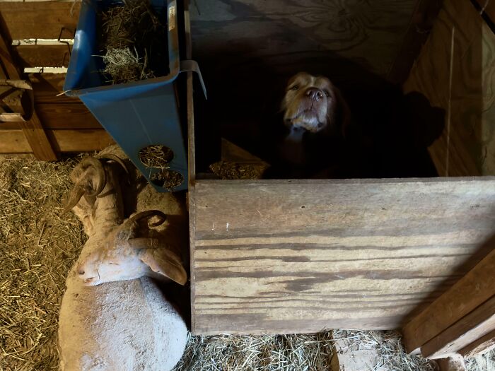 Sheep stuck on barn floor next to dog trapped inside wooden enclosure in dimly lit animal stall.