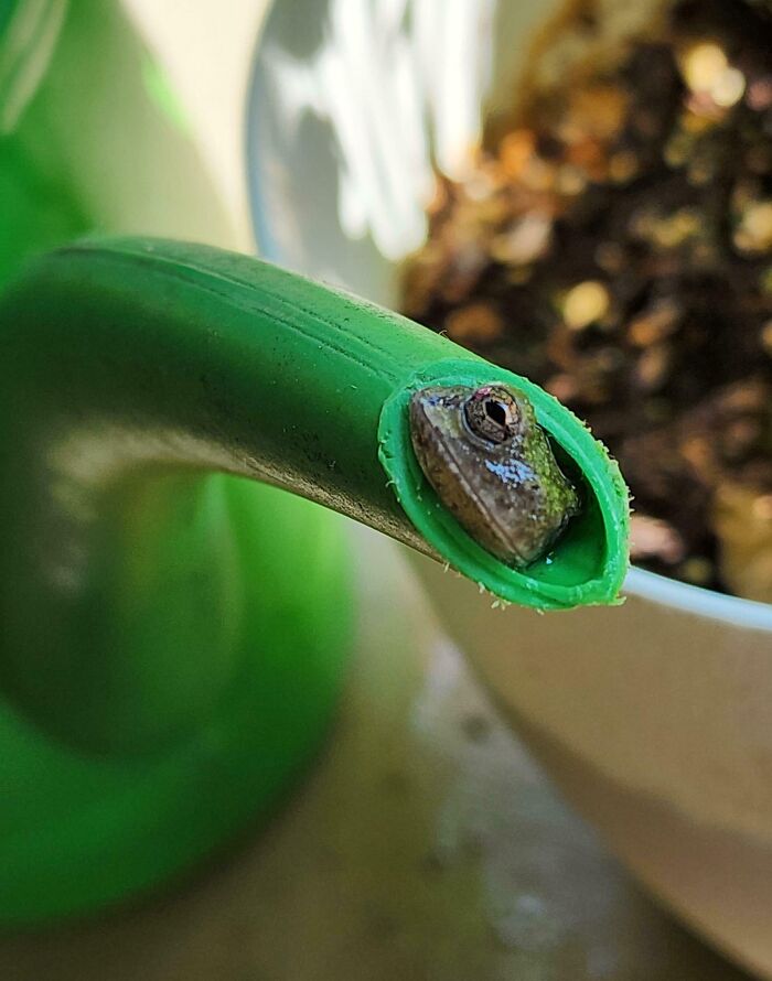 Small frog stuck inside the end of a green garden hose, showcasing one of the 99 times animals got stuck.