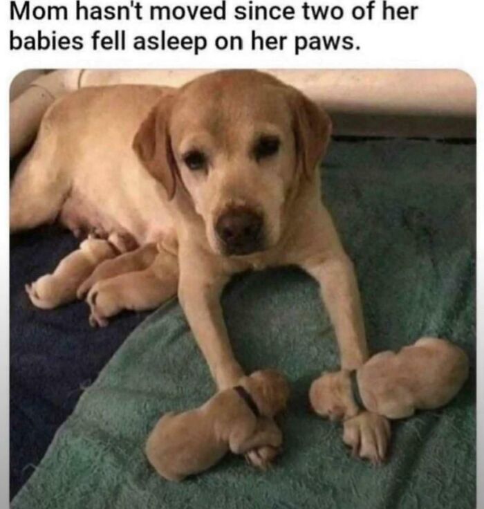 Adult dog resting with two puppies asleep on her paws in a cozy setting, showing cute and funny dog memes content.